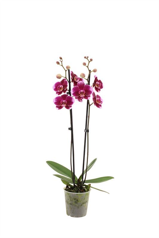Phal Faction 2T16+, D 12