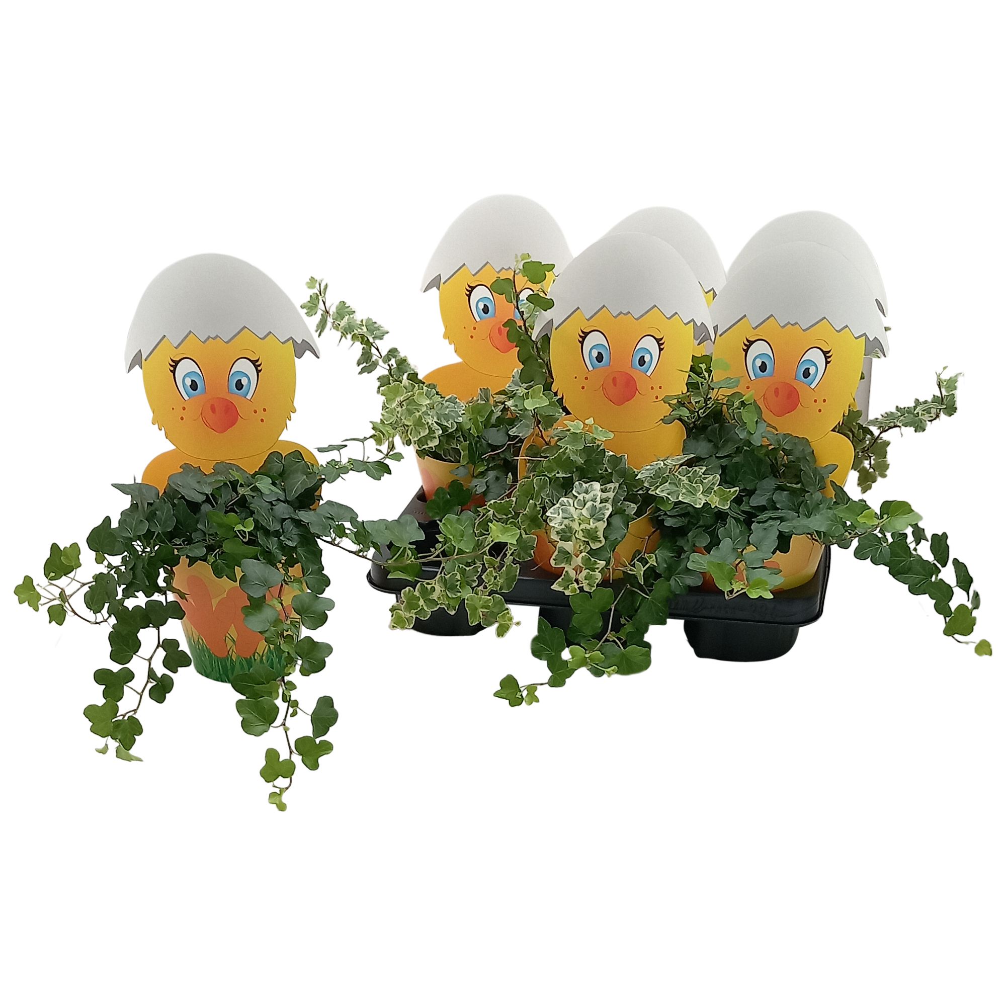 Hedera White Wonder & Wonder Paaskuiken potcover, D 13