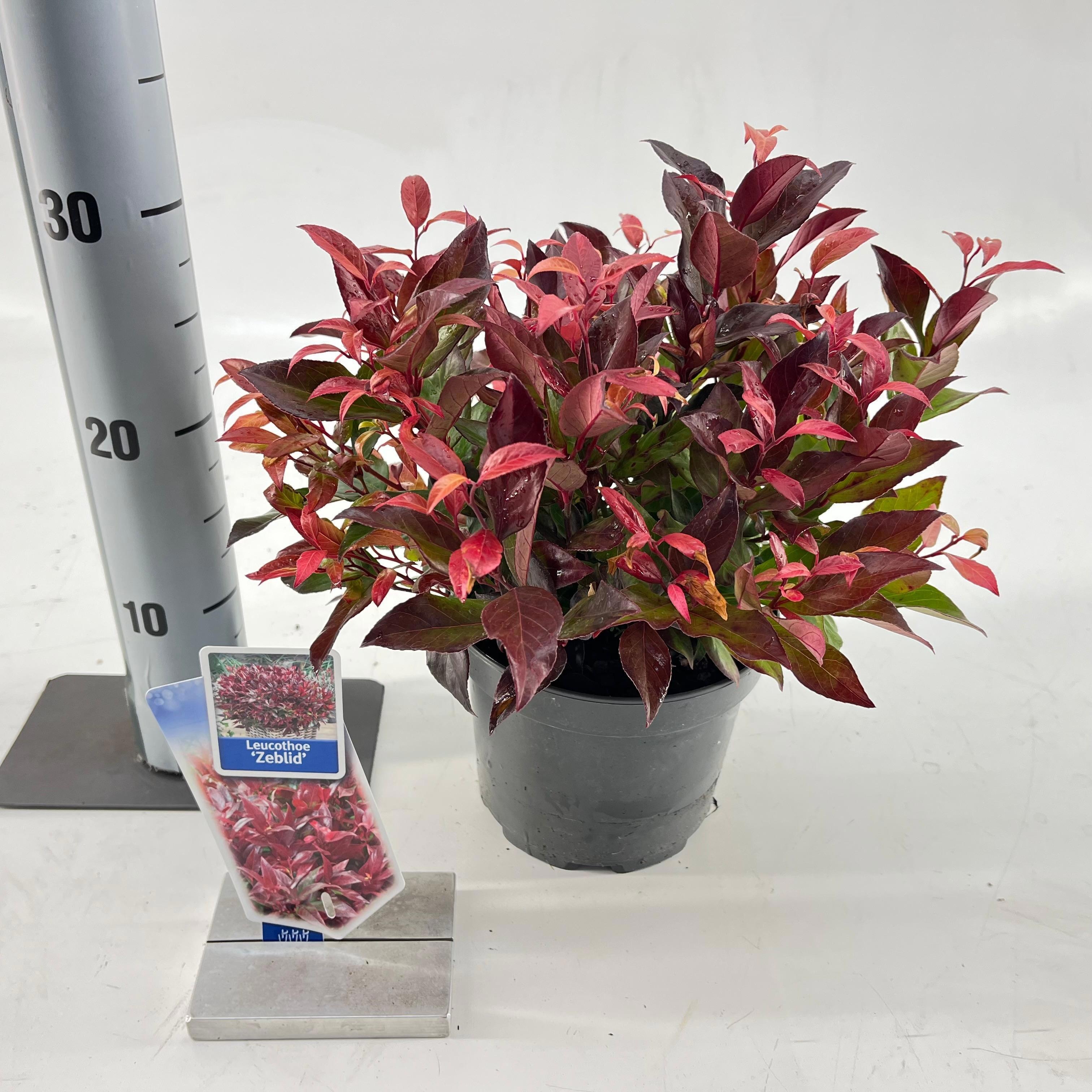 Leucothoe 'Zeblid', D 17