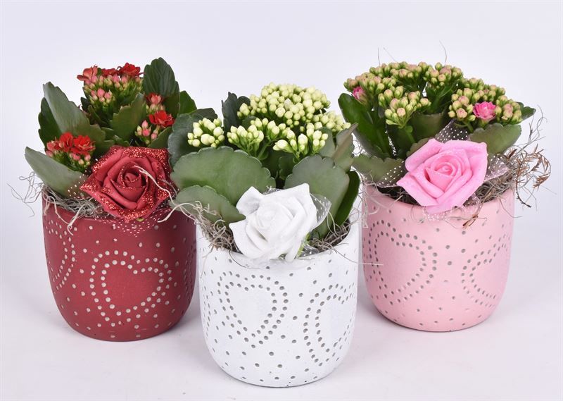 Cement potje met hart kl.mix 10cm, D 11