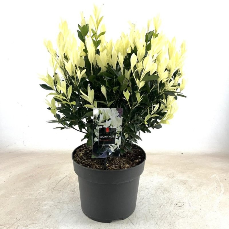 Euonymus jap. Extravaganza, D 28