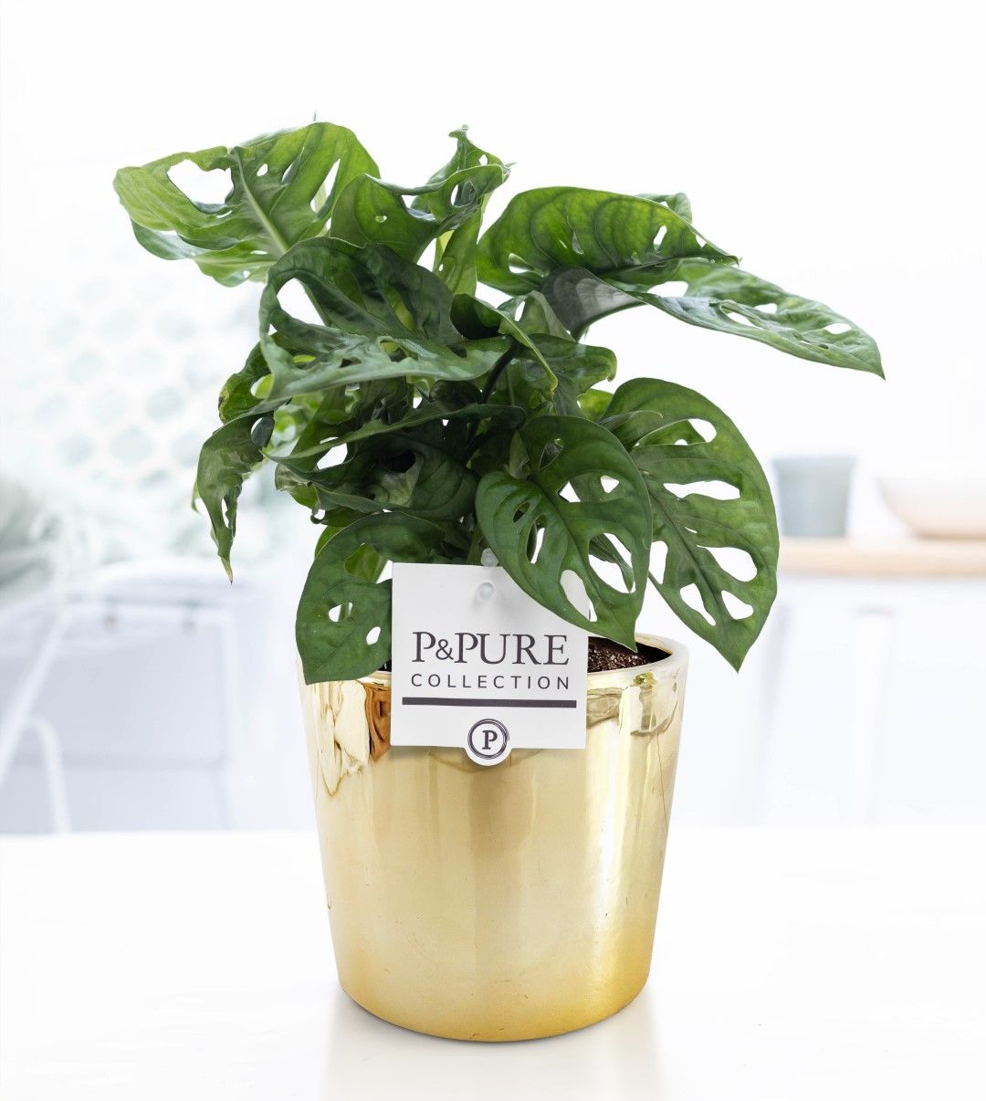 Monstera Adansonii in P&PURE Laryssa ceramics shiny gold, D 12