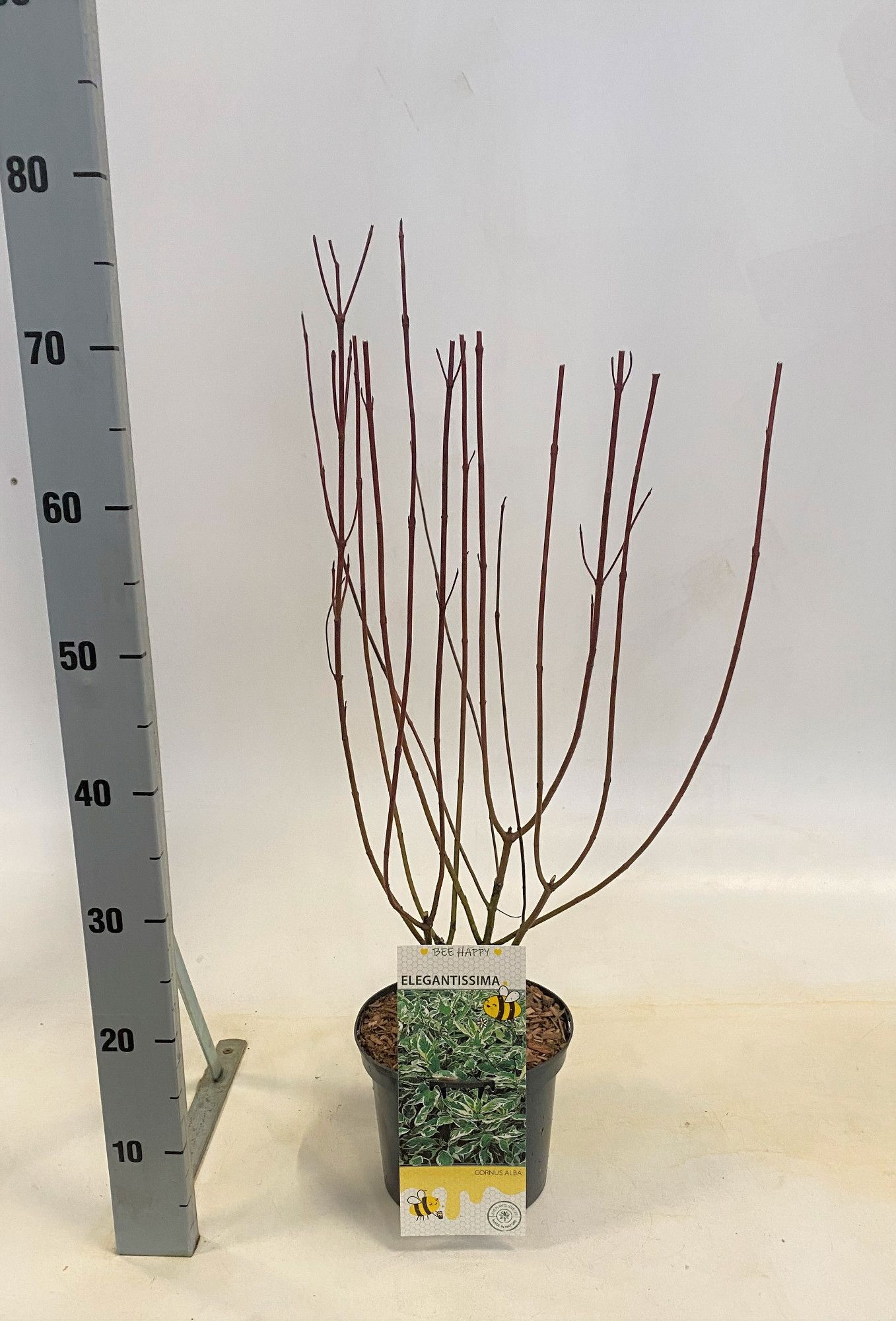 Cornus alba 'Elegantissima', D 19