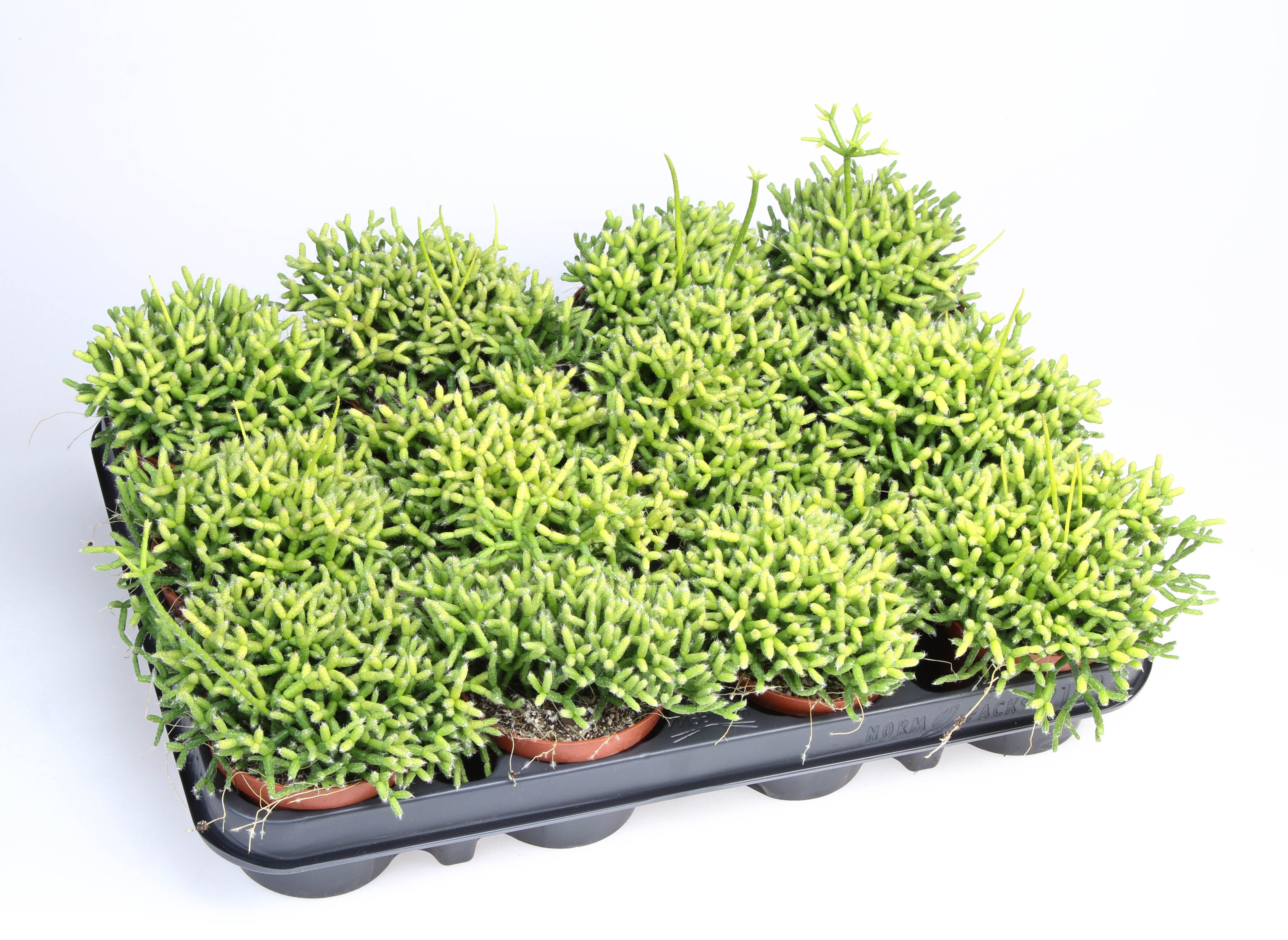 Rhipsalis cereuscula, D 8,5