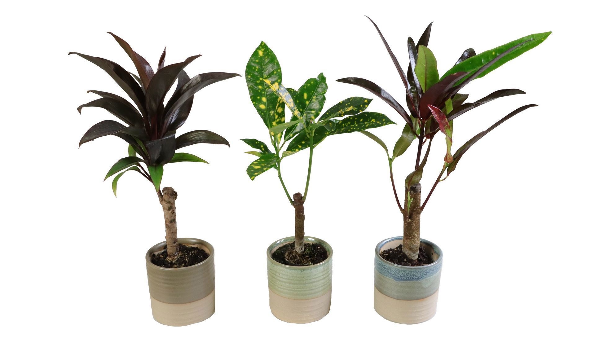 L 66165 With Cane Mix 6 cm, D 6