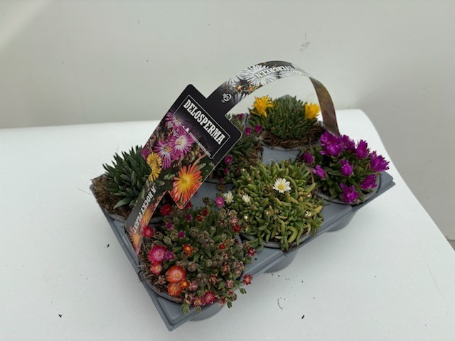 Delosperma 6-pack p9, D 9