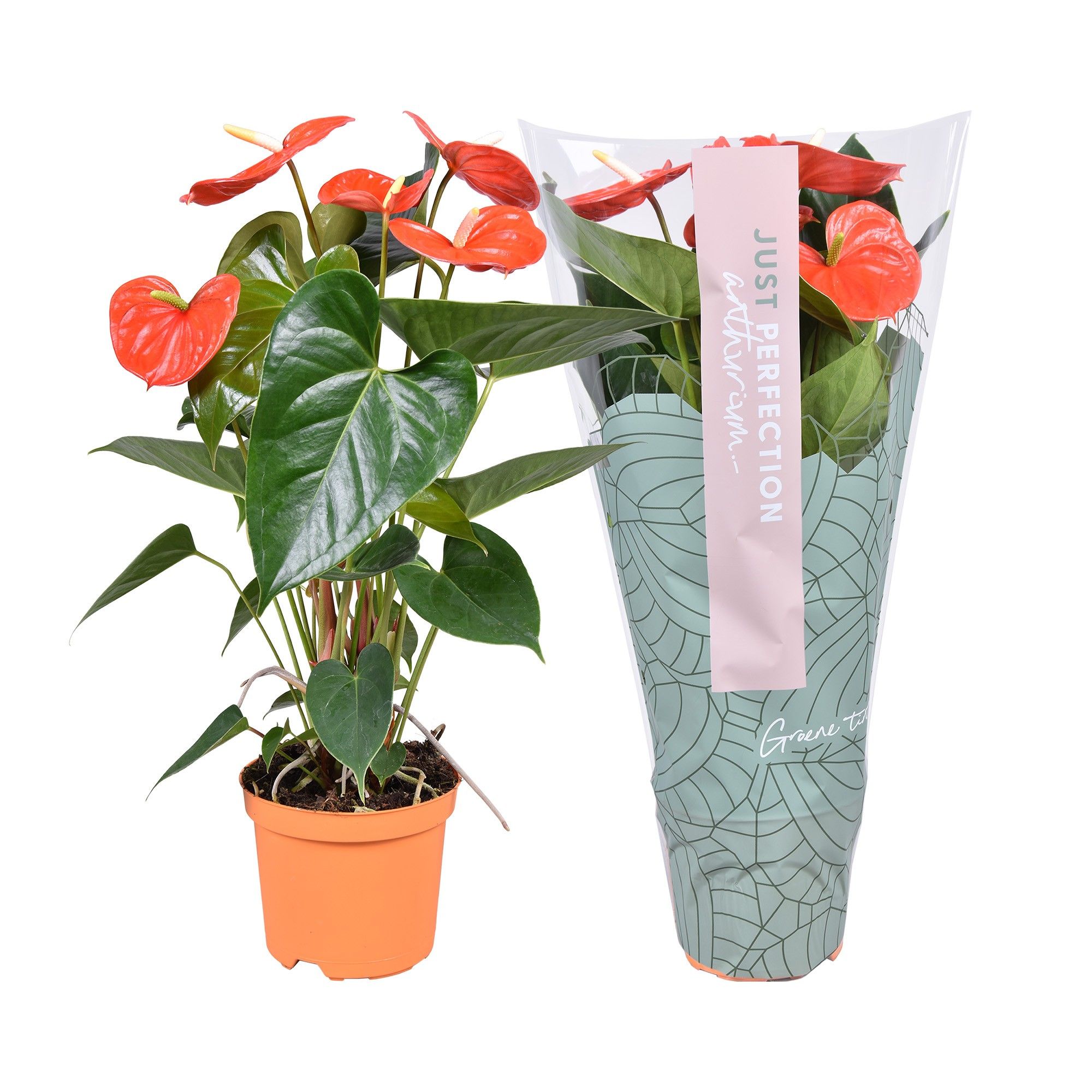 Anthurium Atlas ''Just perfection®'' (XL-Flowers), D 14