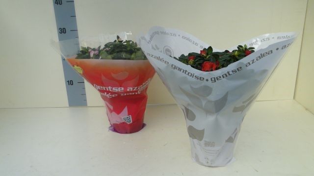 azalea indica hoes 30 cm, D 14