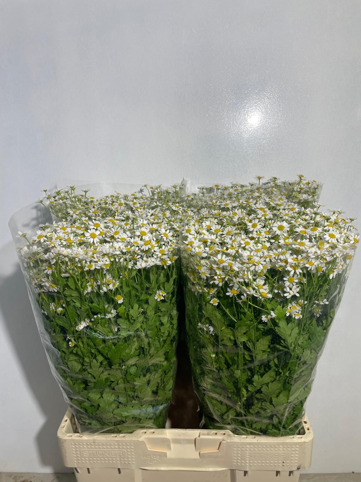 Танацетум Камерон 65 (бел.), шт.