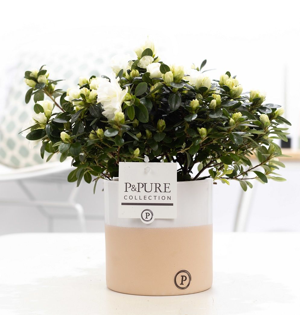 1st class Azalea white in P&PURE Rosy ceramics, D 12