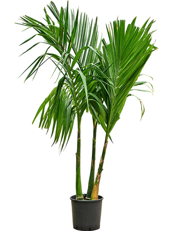 Areca catechu, D 30