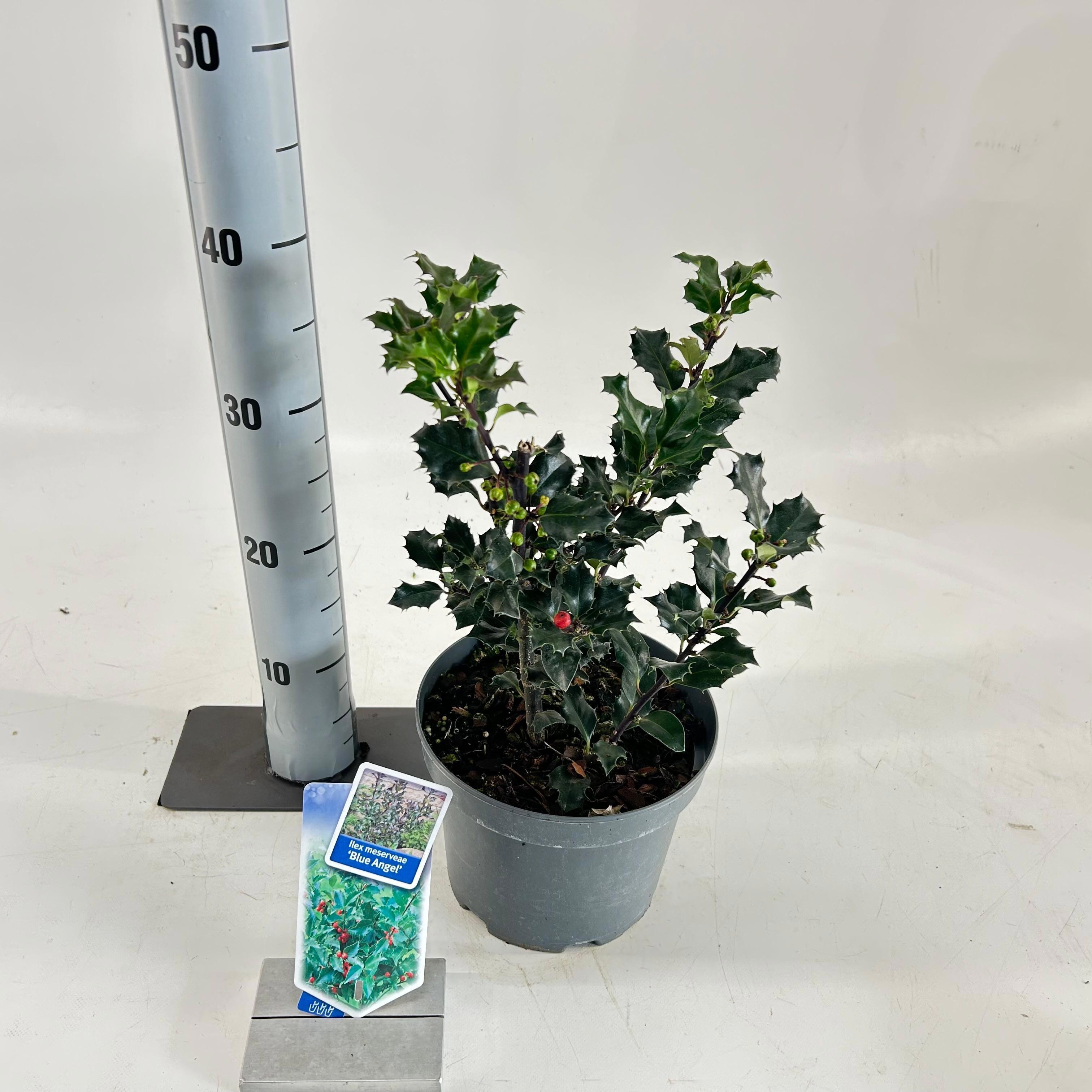Ilex meserveae 'Blue Angel', D 19
