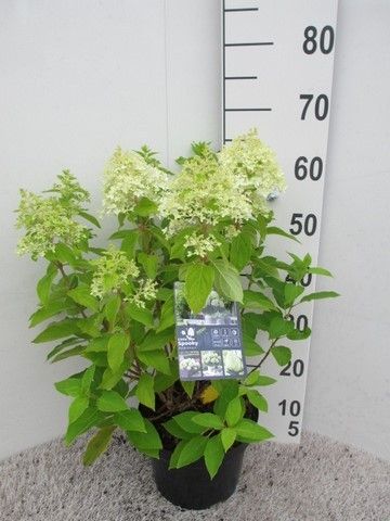 Hydrangea pan. Little Spooky 25-30 cm P23, D 23