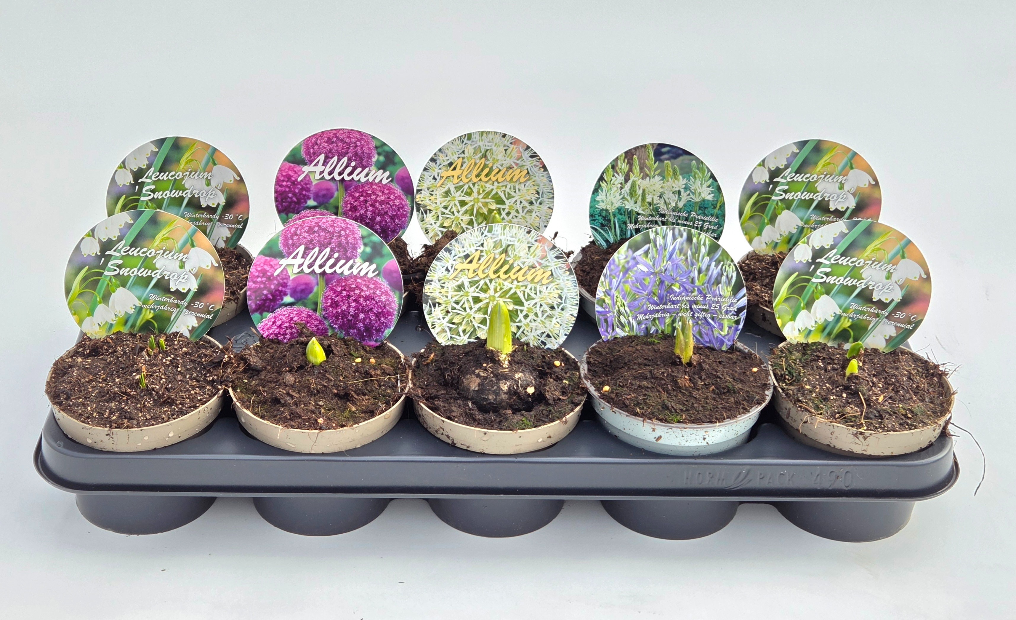 Zwiebelmix-Allium-Camassia-Leucojum, D 12