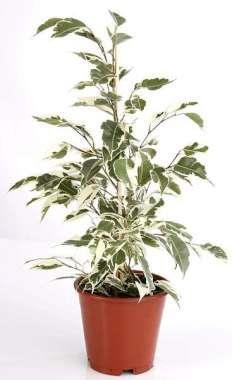 FICUS BENJAMINA 'STARLIGHT', D 12
