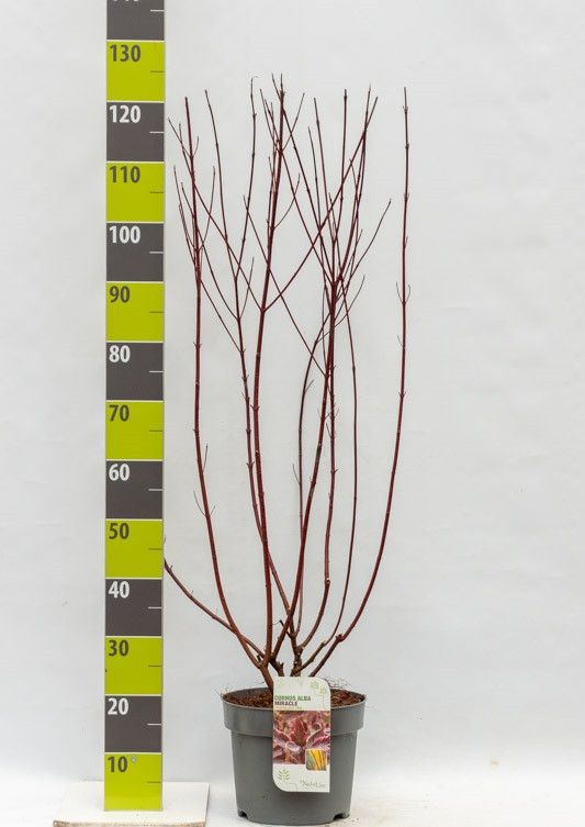 Cornus alba 'Miracle' (R) C 7,5, D 27