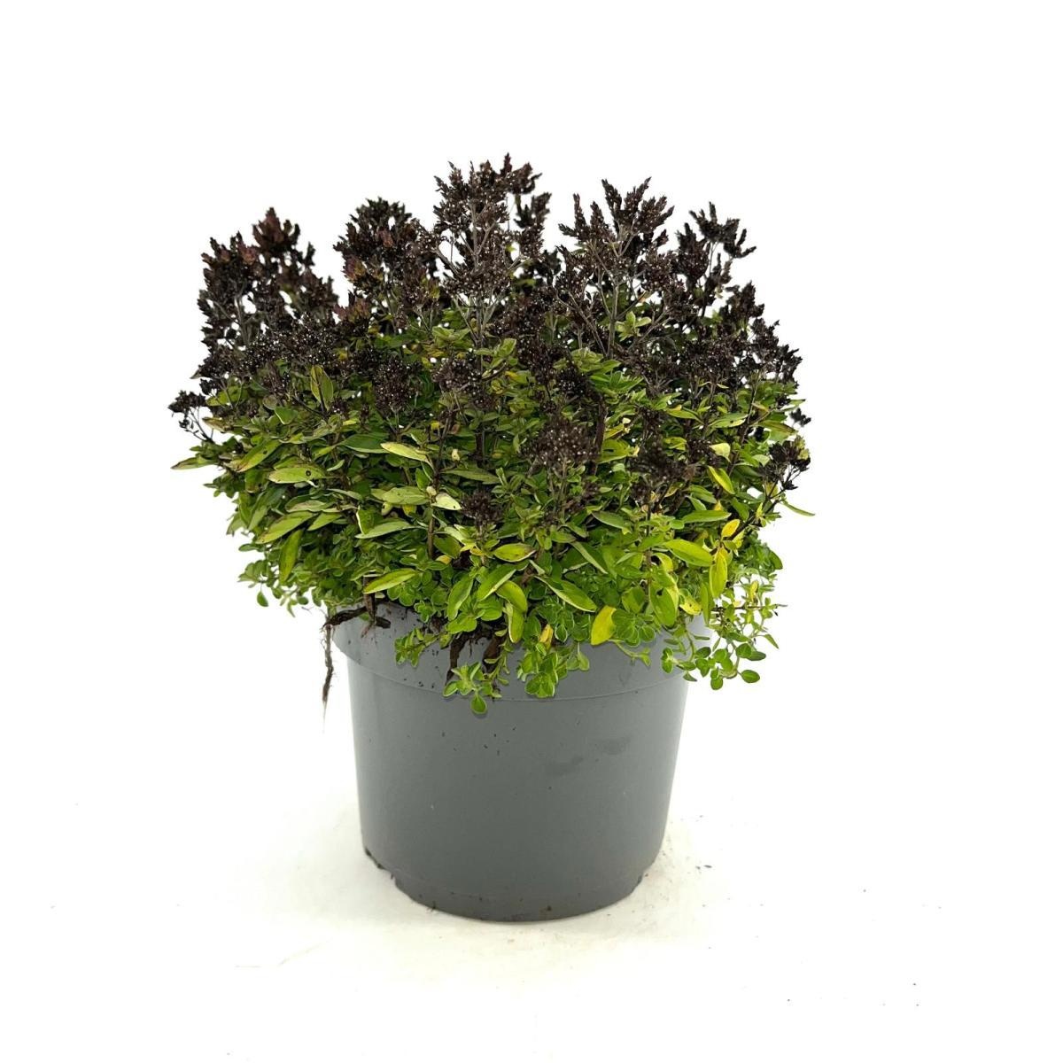 Origanum vulg. 'Compactum', D 17