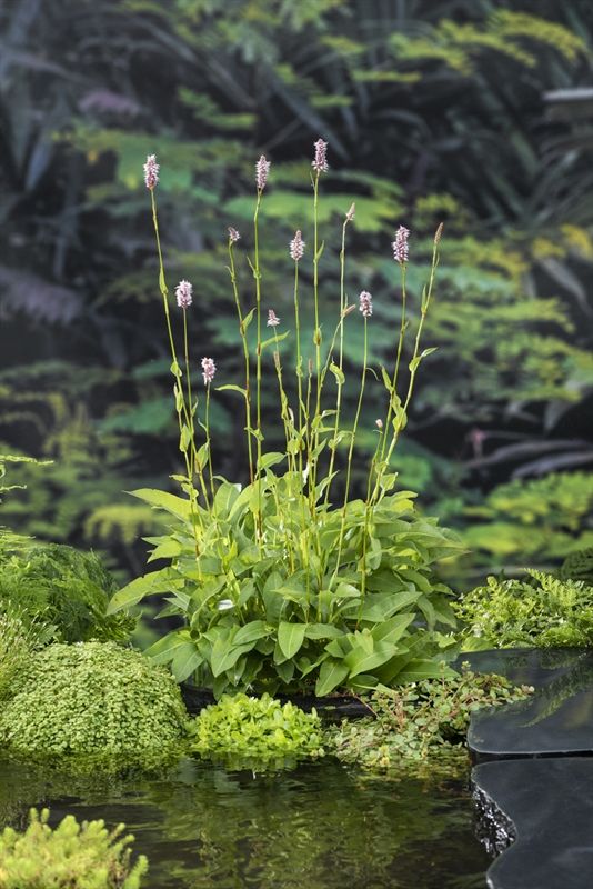 Polygonum bistorta, D 9