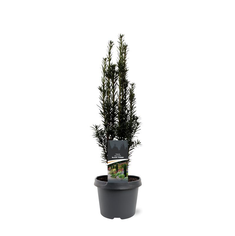 Taxus baccata 'Black Tower', D 19