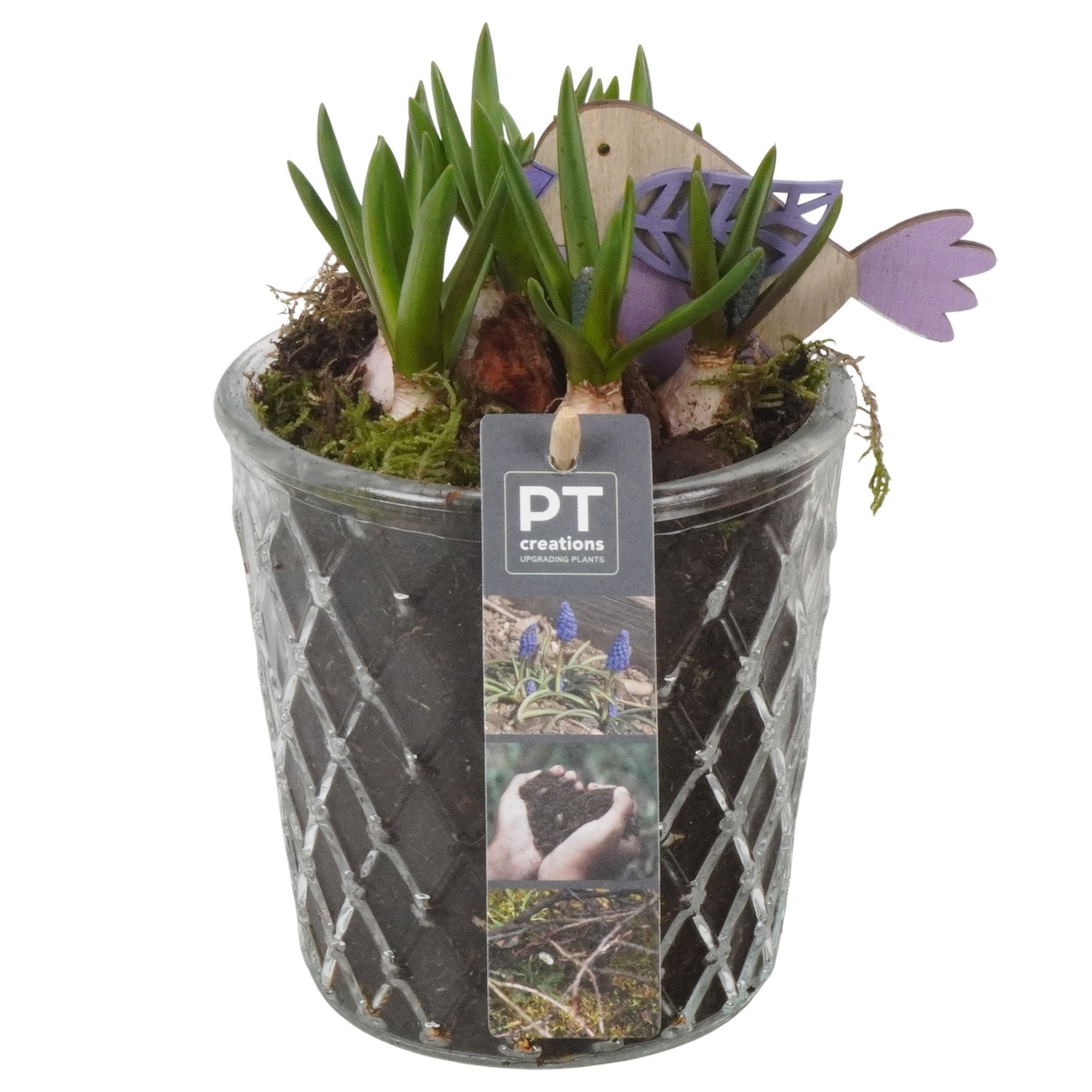 PTMB6318 Arrangement Muscari Blue in glas pot, D 12