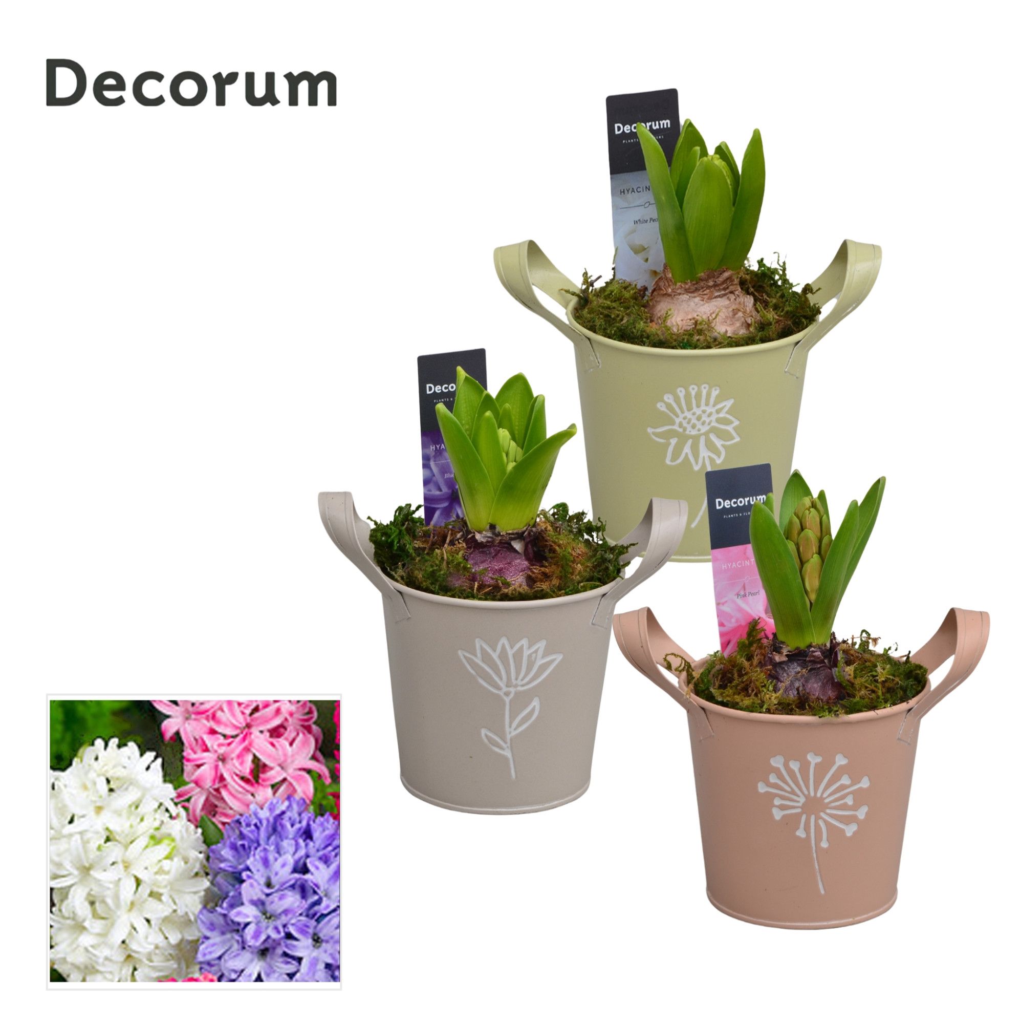 Hyacint Botanic Zink HL14600 [PURE], D 10