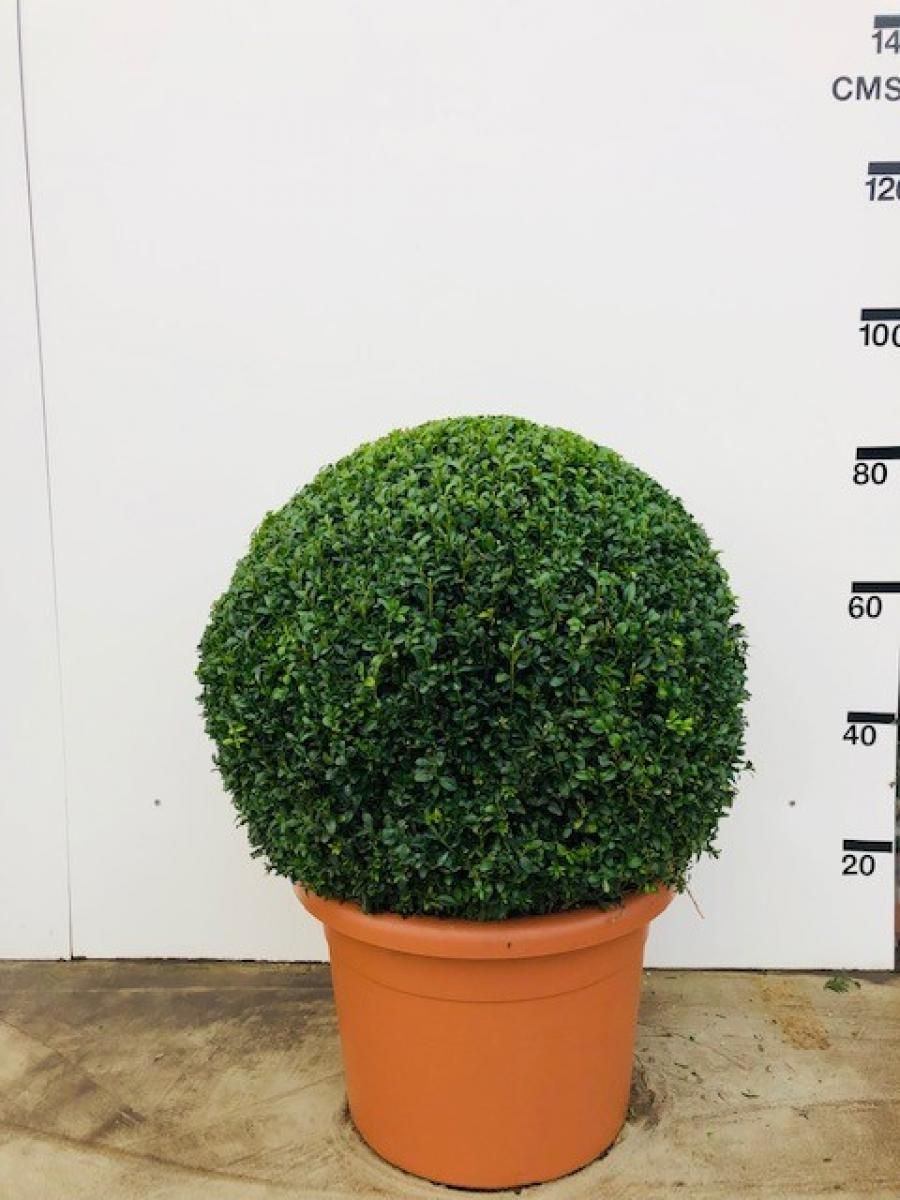 Buxus sempervirens, bol, D 49