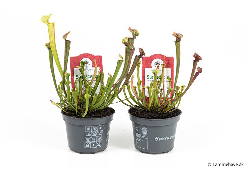 SARRACENIA-HYBRID 'Flava lime' NR. 105, D 9
