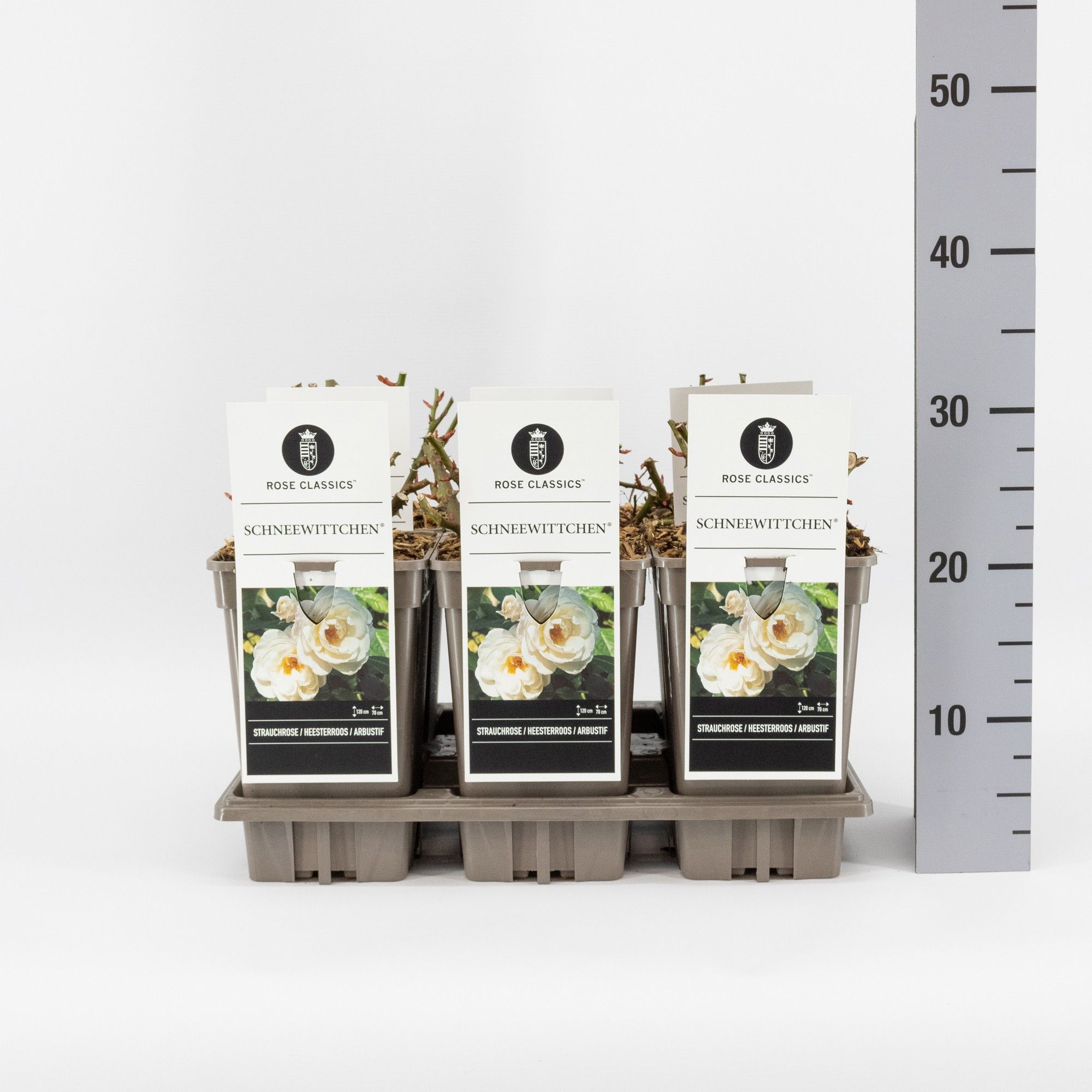 Rosa (H) Schneewittchen ®, C3, D 17