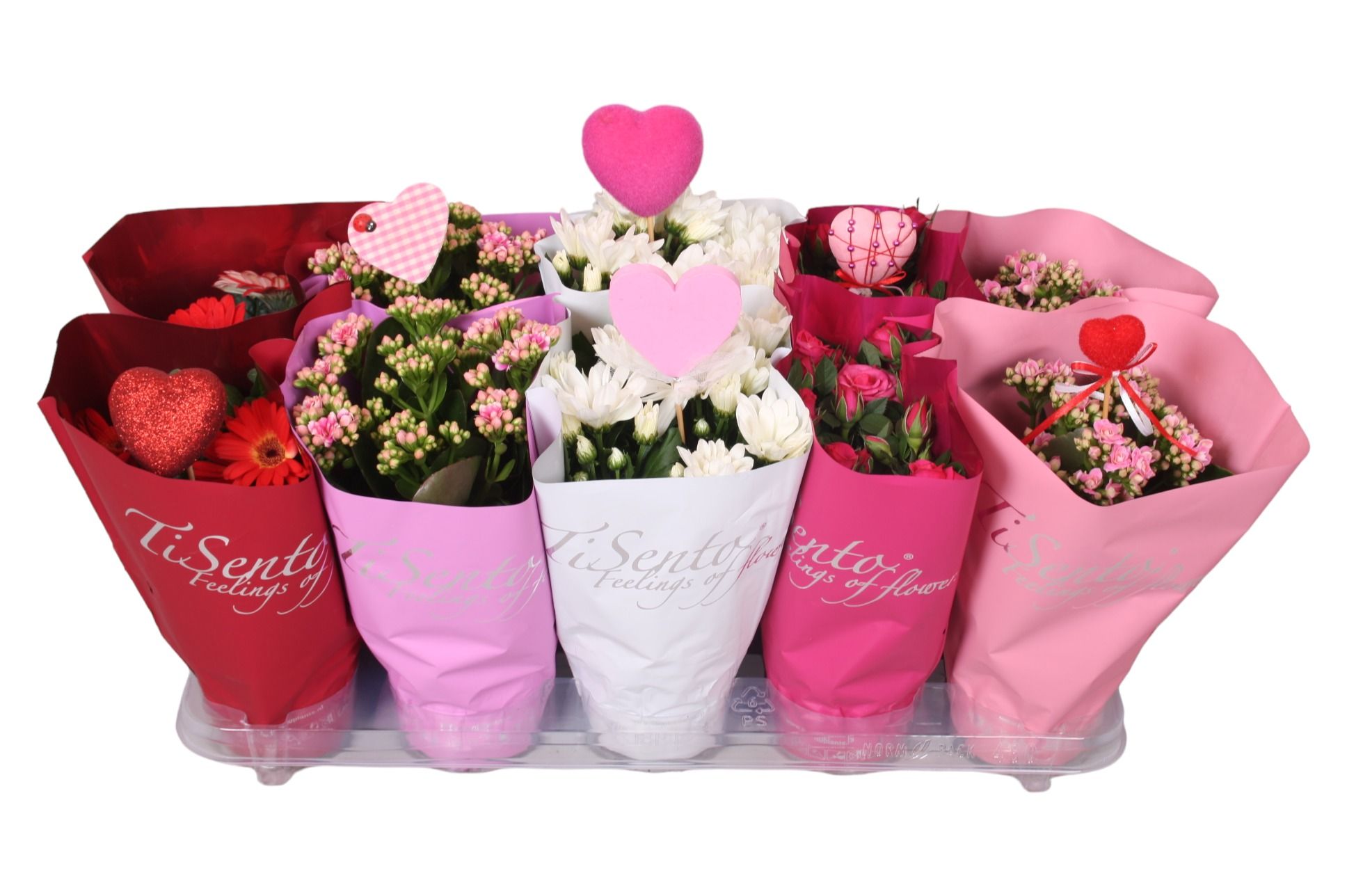 Bloeimix 12 cm | Moederdag | + steker, D 12