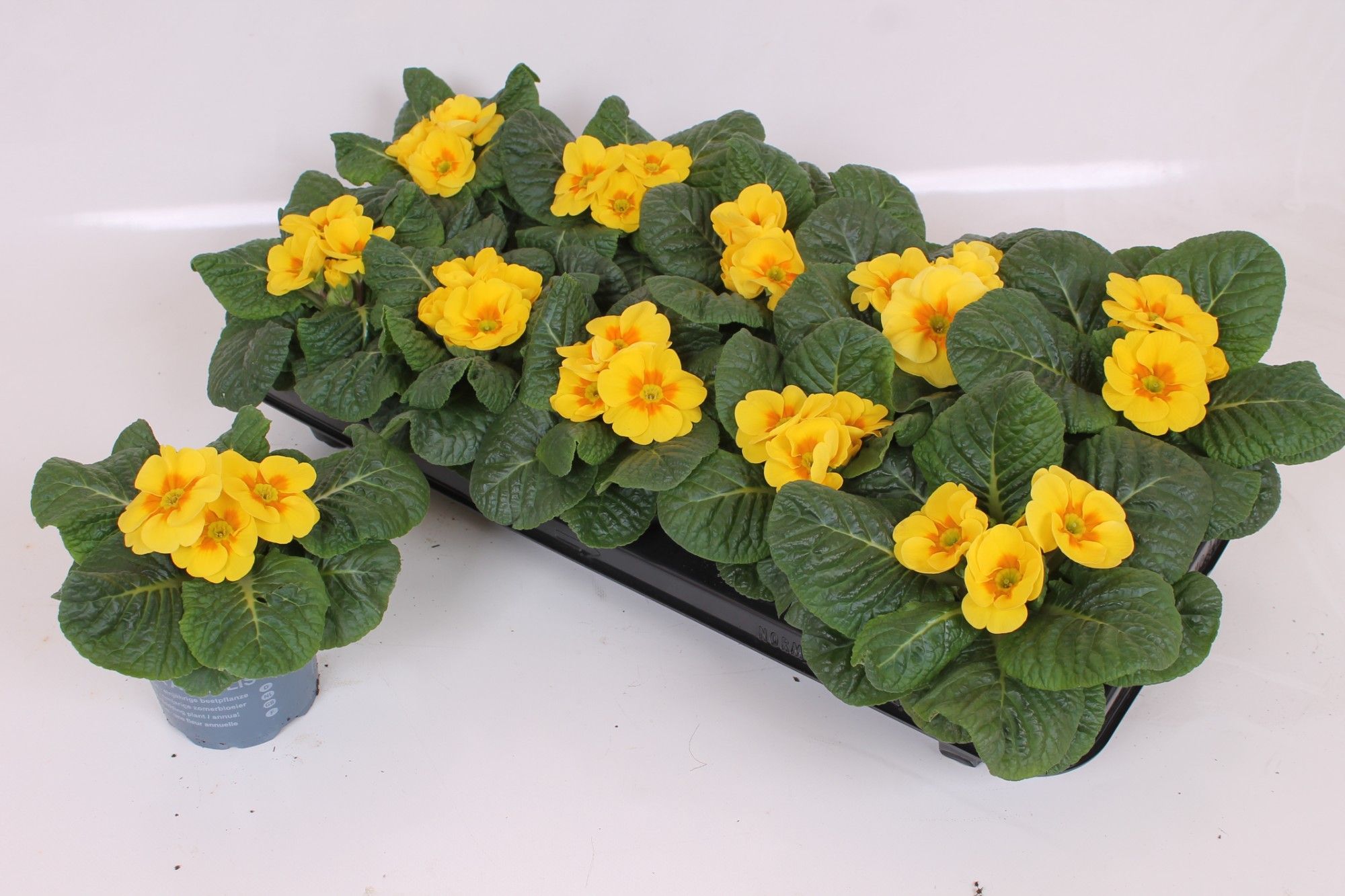 Primula Acaulis P10.5 - Yellow, D 10,5
