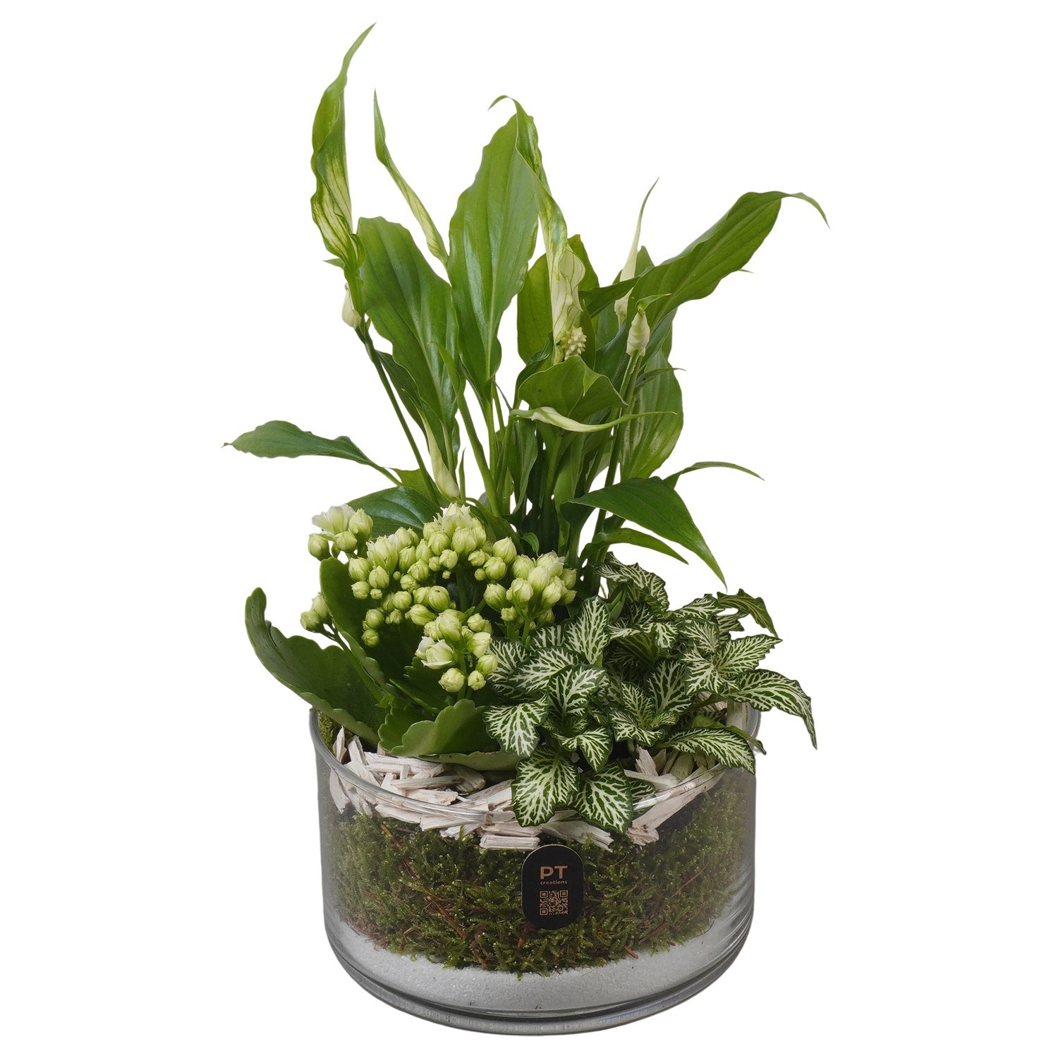 PTIG2605 Arrangement Indoor in glas schaal, D 14