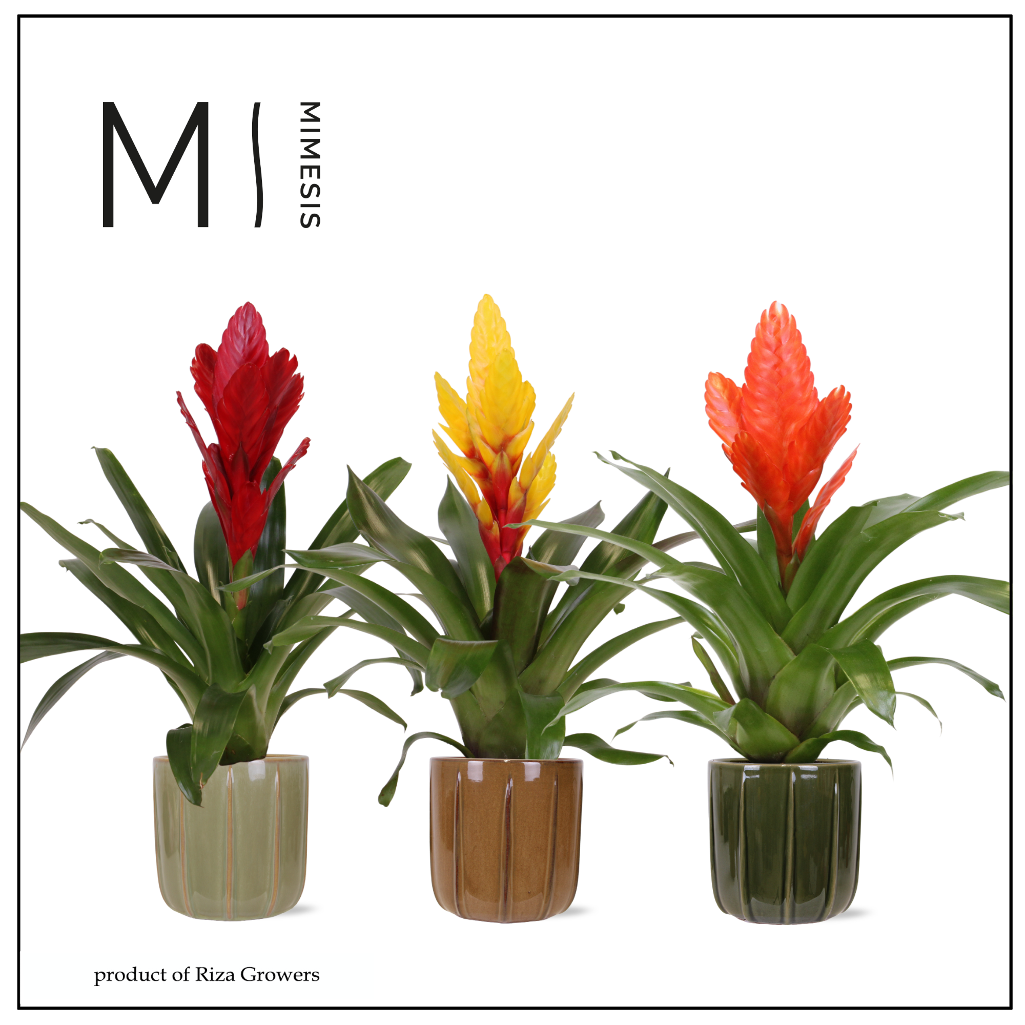 Vriesea Nature - 12cm in Peru | Mimesis, D 12