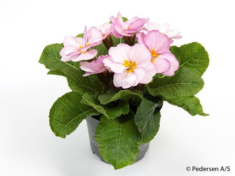 PRIMULA VULGARIS-HYBRID, D 11