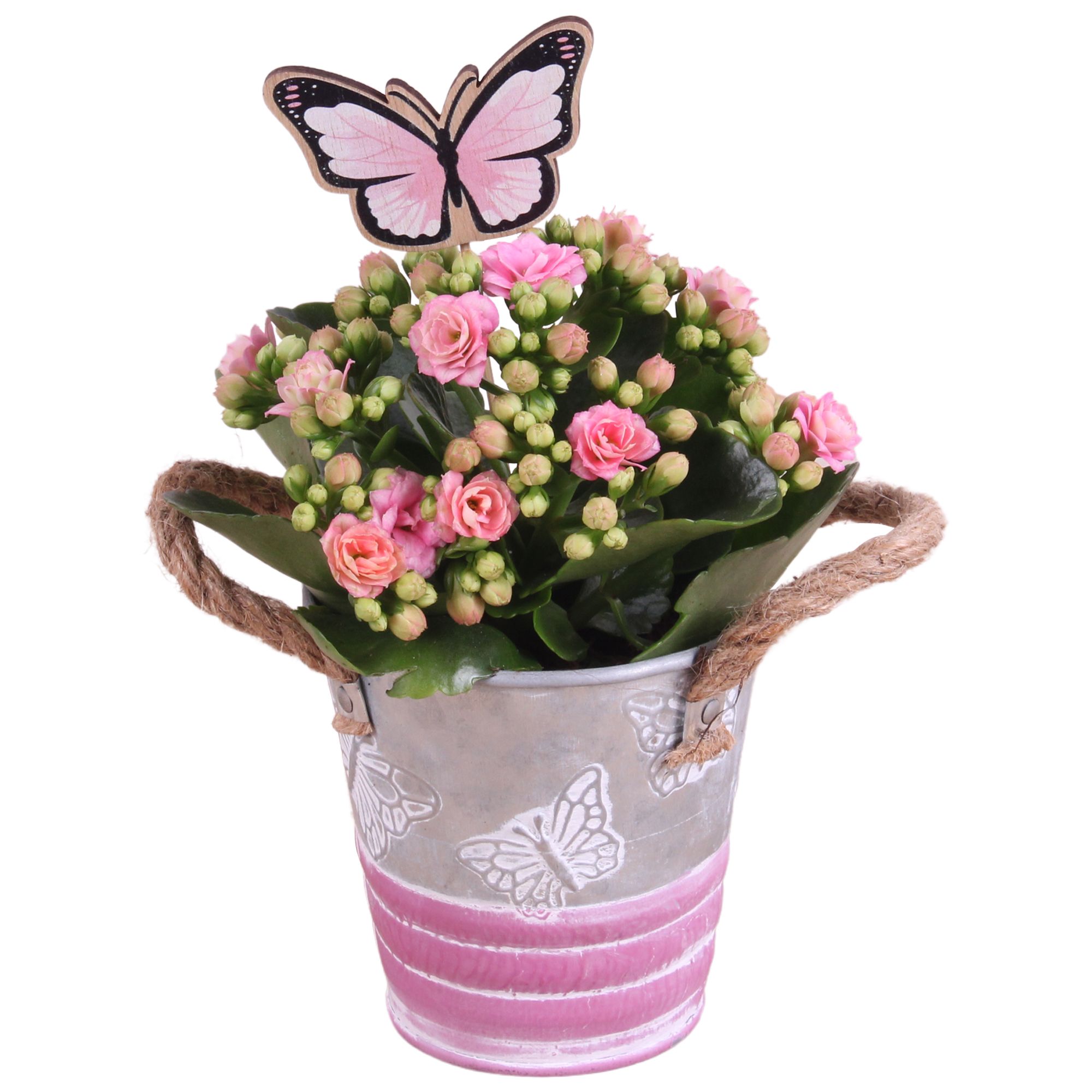 Mothersday Arr. Indoor Zinc Butterfly Pot Ø10cm 1PP, D 10