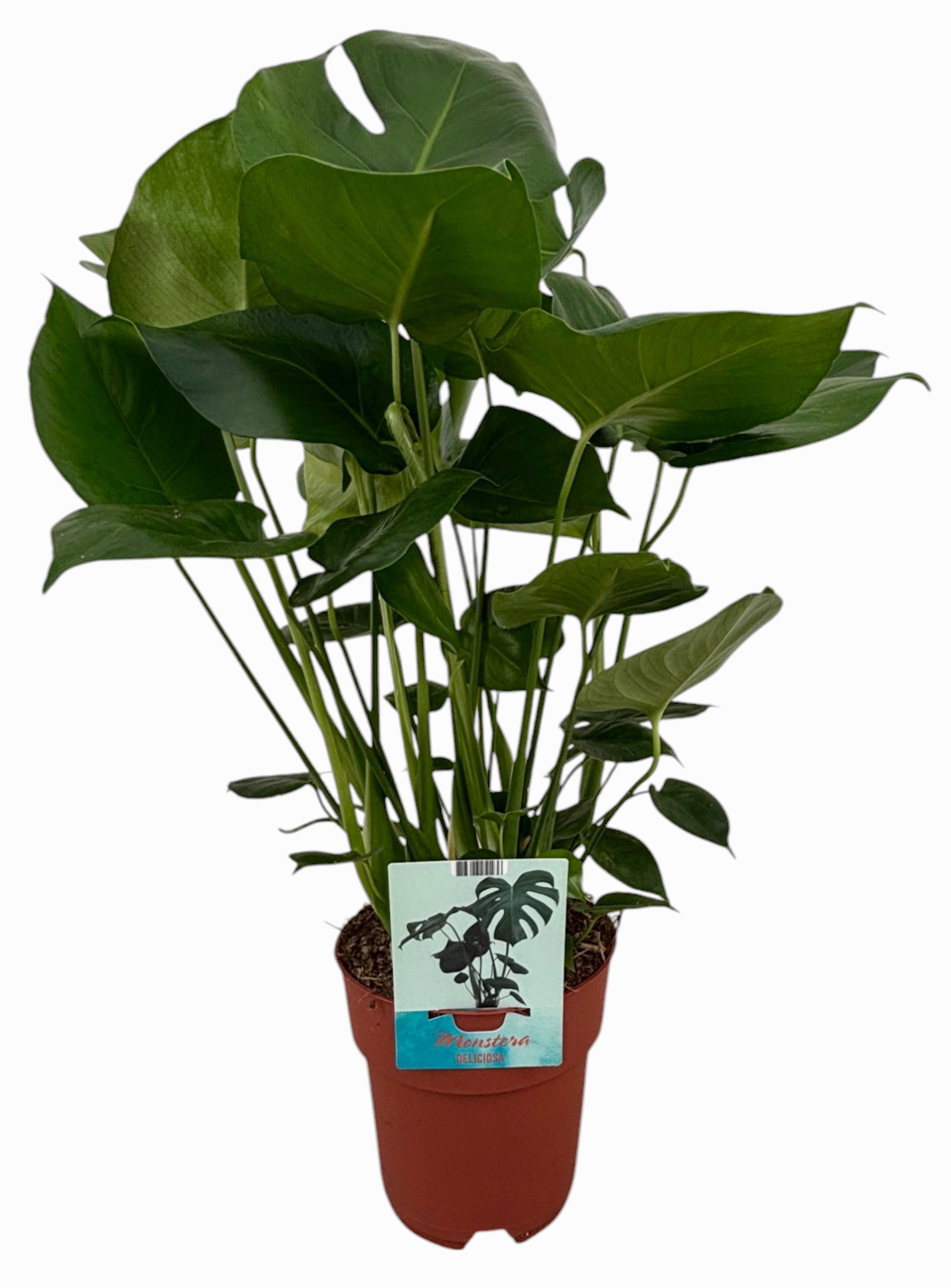 Monstera Deliciosa (Peat Free / Veenvrij), D 19