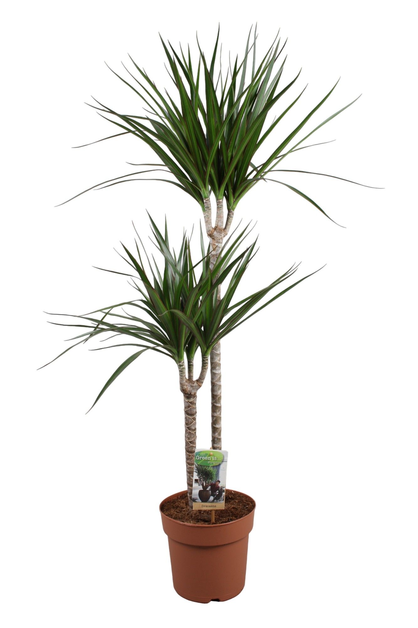 Dracaena Marginata 60-30, D 19