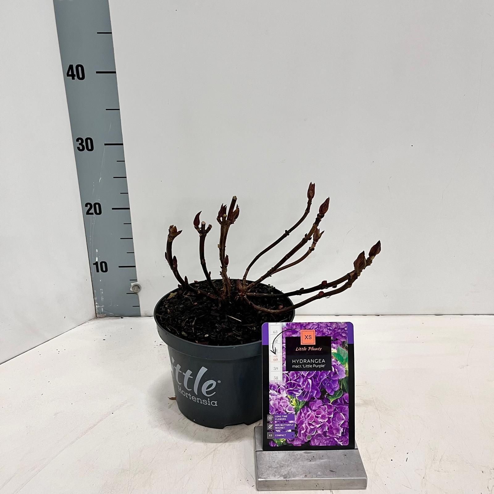 Hydrangea macr. 'Little Purple' ® (Little XS), D 17