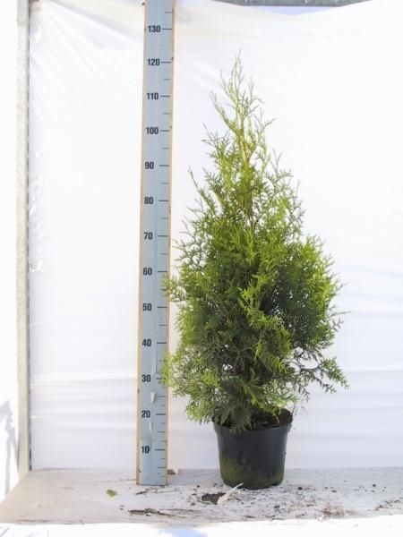 Thuja occidentalis 'Brabant', D 23