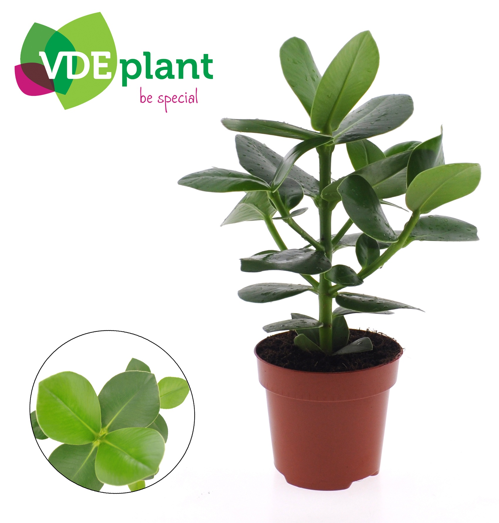 Clusia Princess, D 12