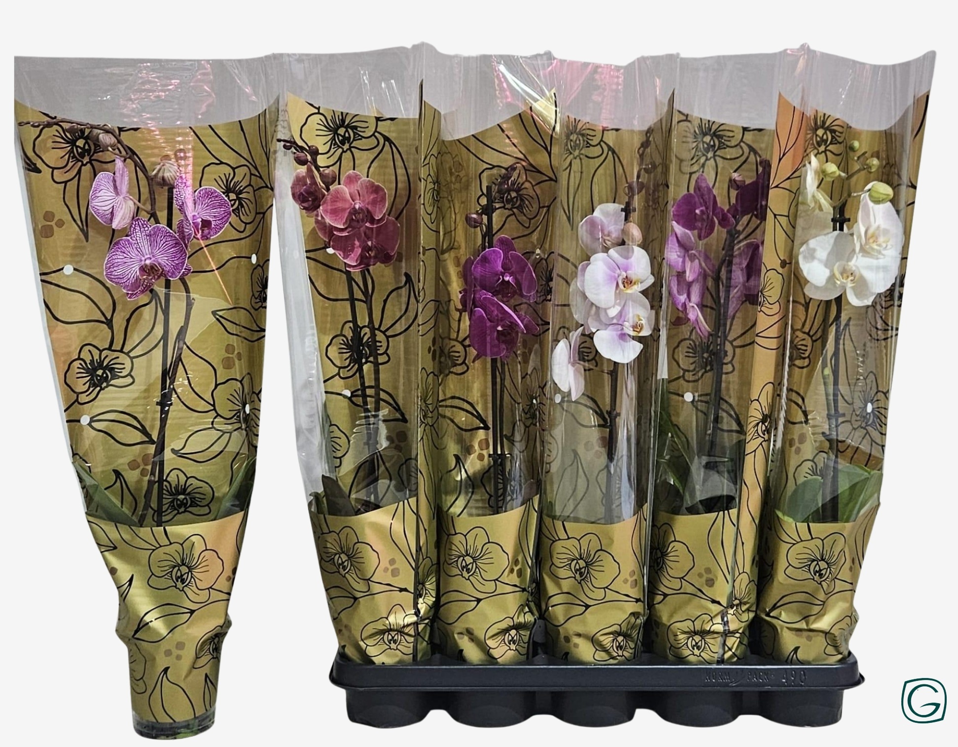 Phal. 1 tk mix Glamour-gold, D 12