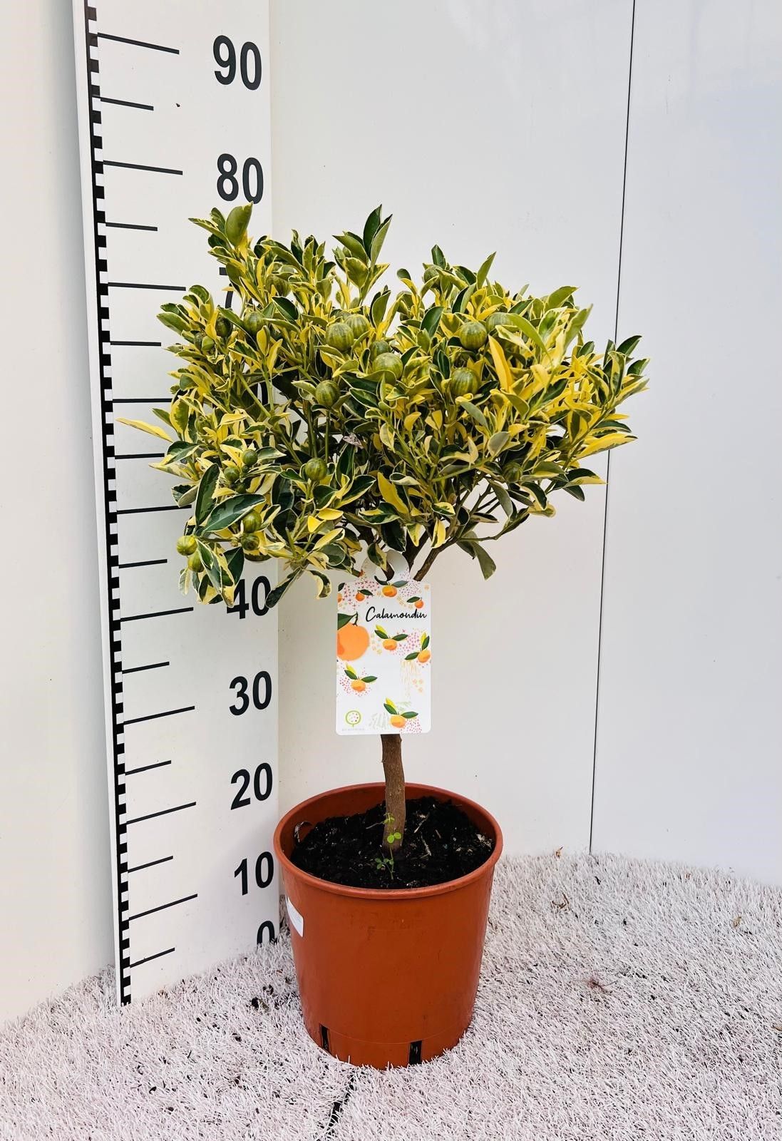 Citrus Calamondin on stem variegata, D 21