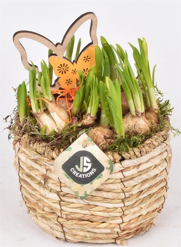 Mais mand 16cm, D 16