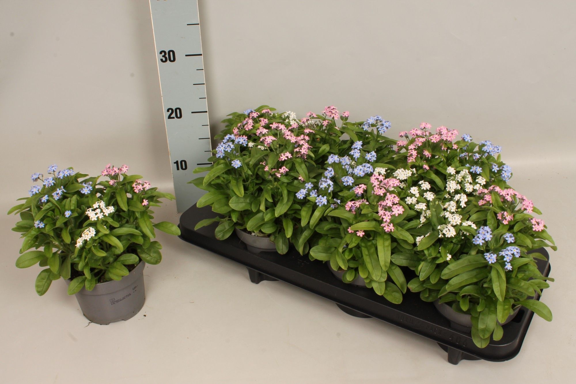 Myosotis Trio 13 cm, D 13