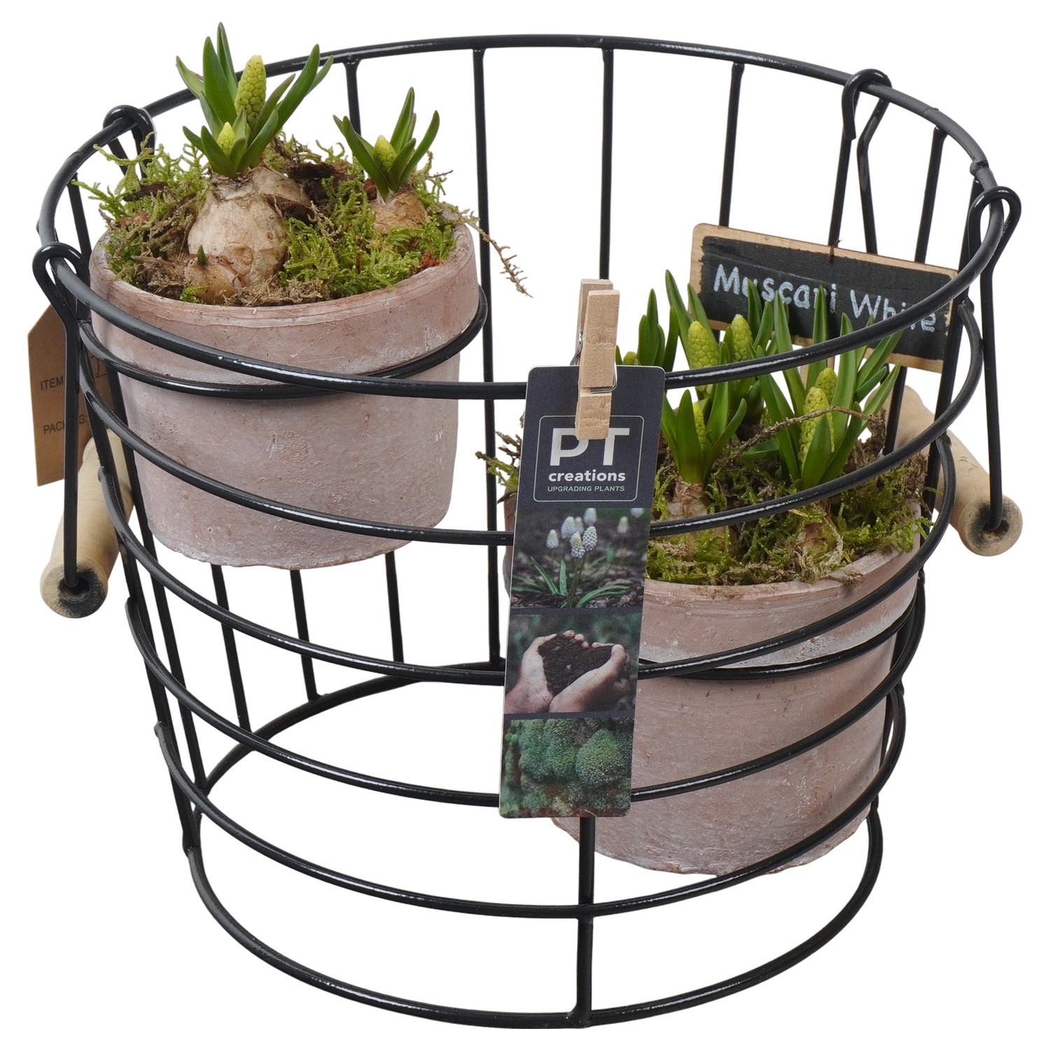 PTWMB8139 Arrangement Muscari White in terracotta pot met metaal, D 23