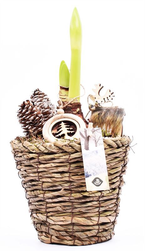 Maismand 15cm, D 16 cm