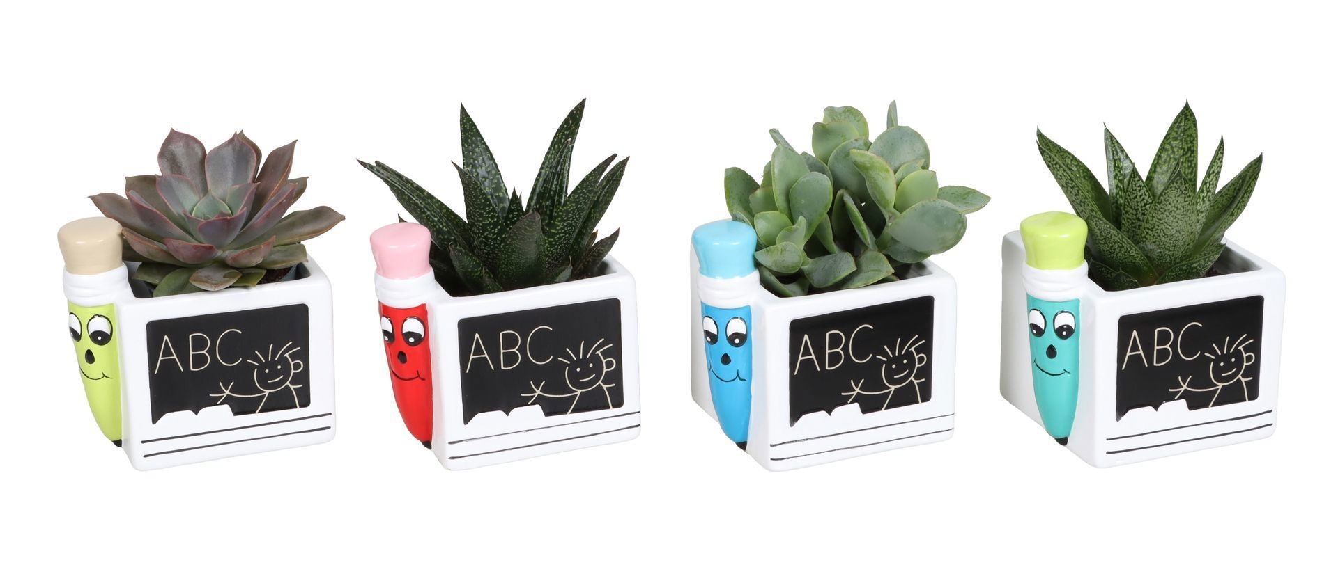 L 67385 With Succulent Mix 6 cm, D 6