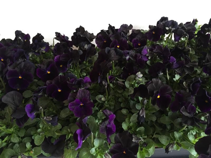 VIOLA CORNUTA-HYBRID 'BLACKJACK', D 9