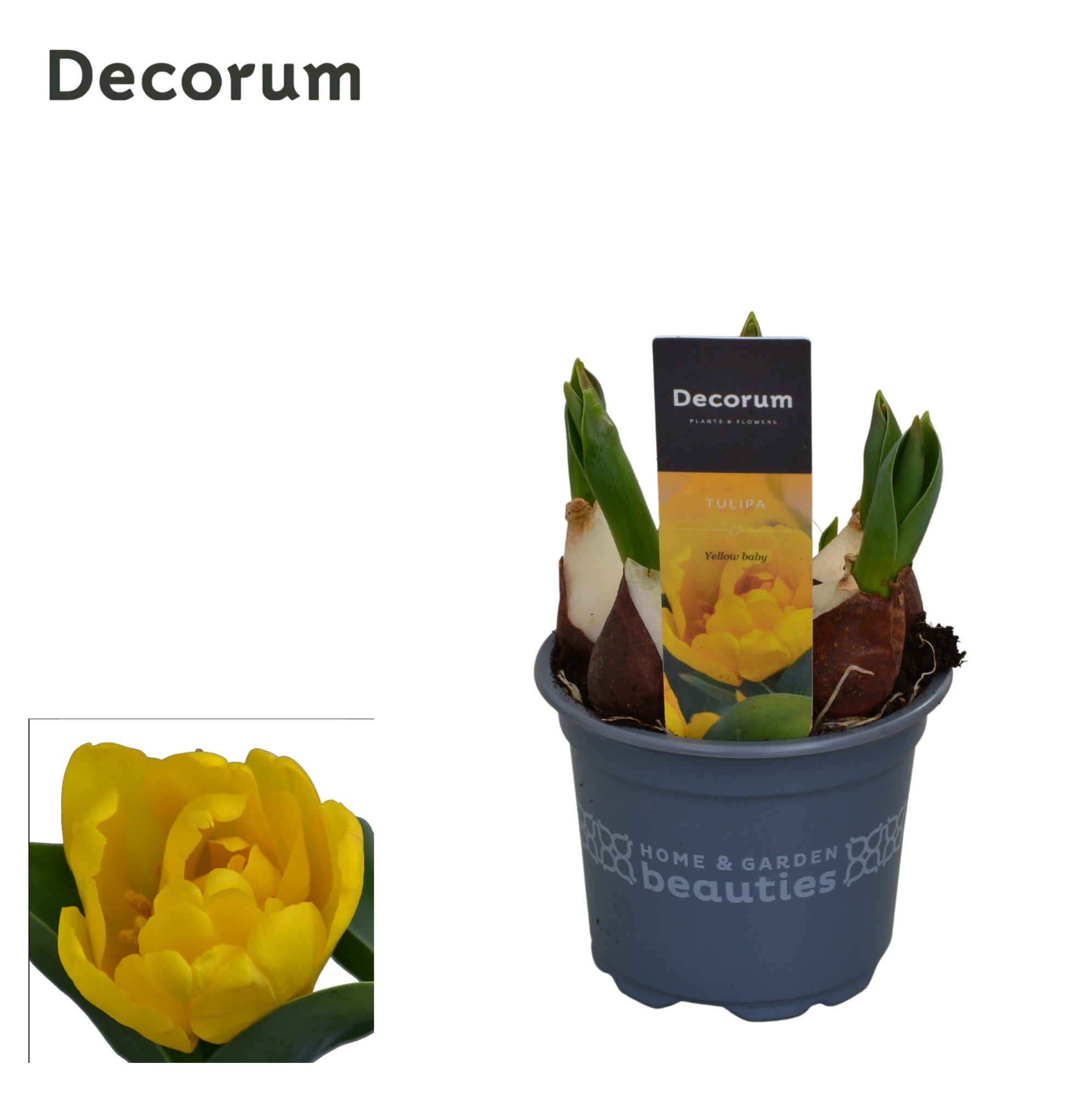 Tulp Yellow Baby, D 9