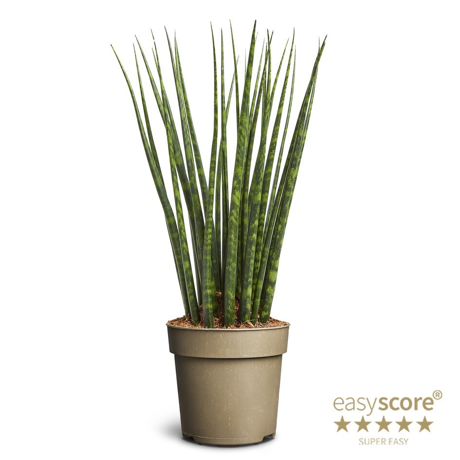 Sansevieria ´Fernwood´, D 14