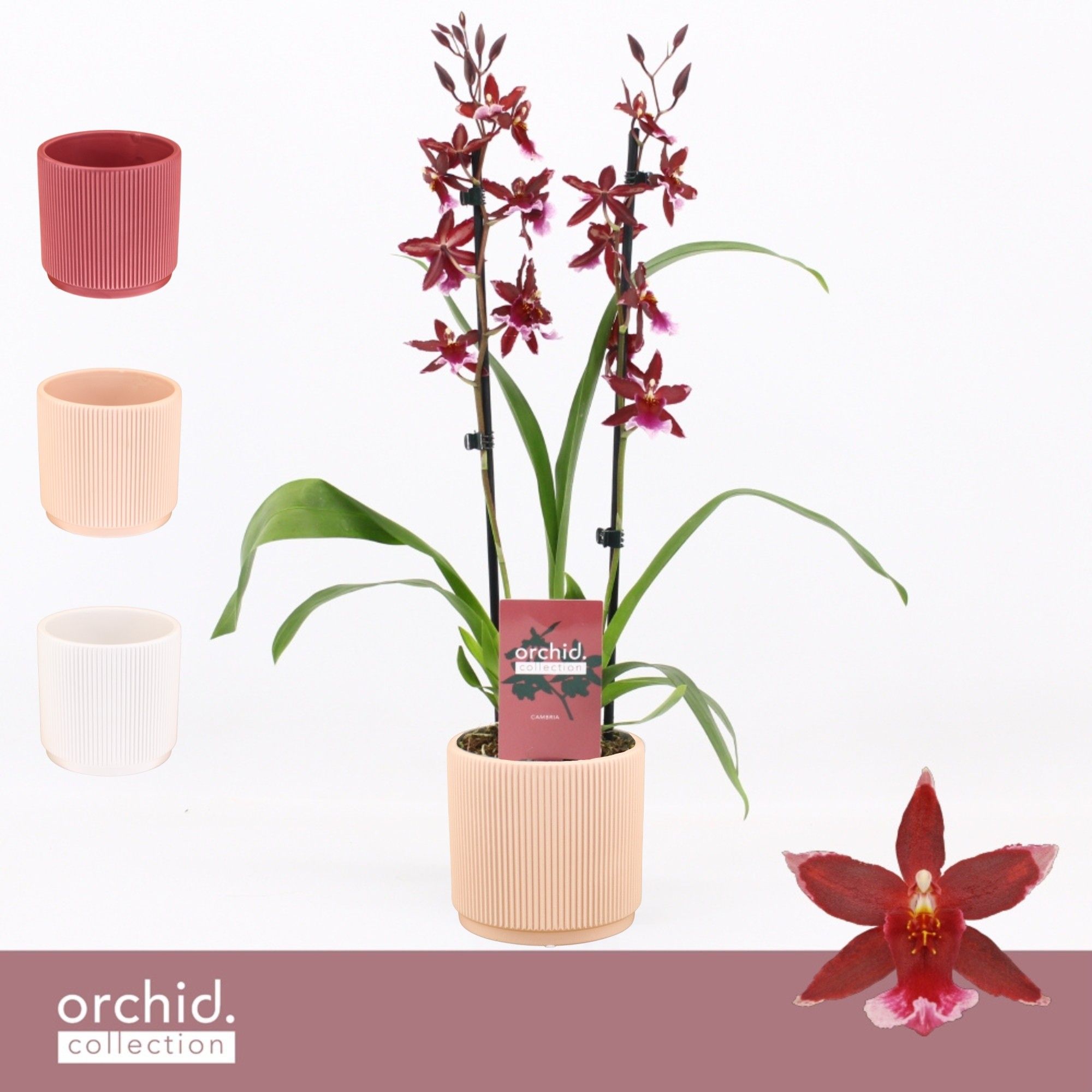 Barrocco Red, 2-spike in Horizon Ribble 'Orchid Collection', D 12